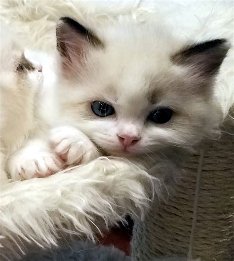 Flame-Point Himalayan<b> Kittens</b> · Granada Hills, CA · 1/12 pic. . Kittens for sale los angeles